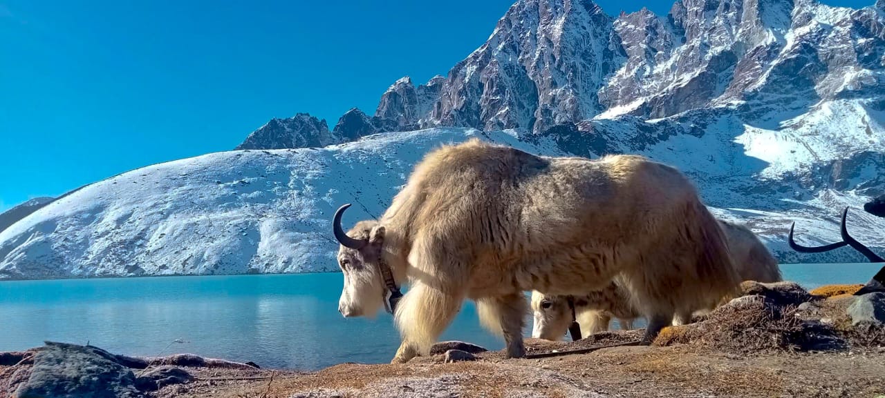 Camp de Base de l'Everest 1